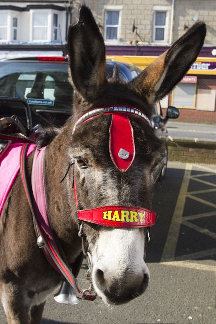 Harry the Palm Sunday donkey