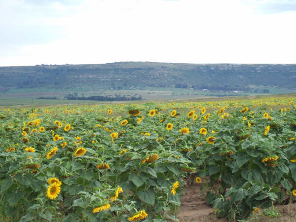 Field of sunflowers, the harvest ripe, fields of Gold.