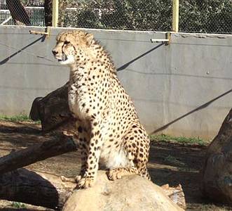 Cheetah