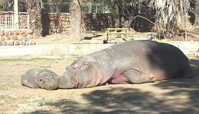 Hippopotapig