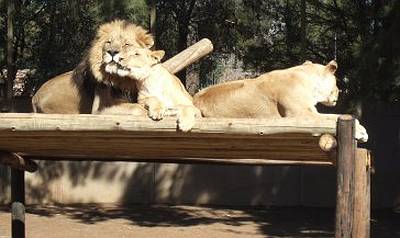The Lions