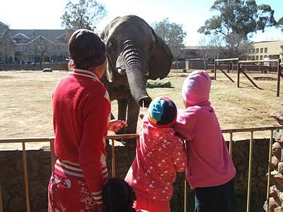 Feeding the elephants