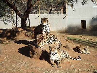 Jaguars